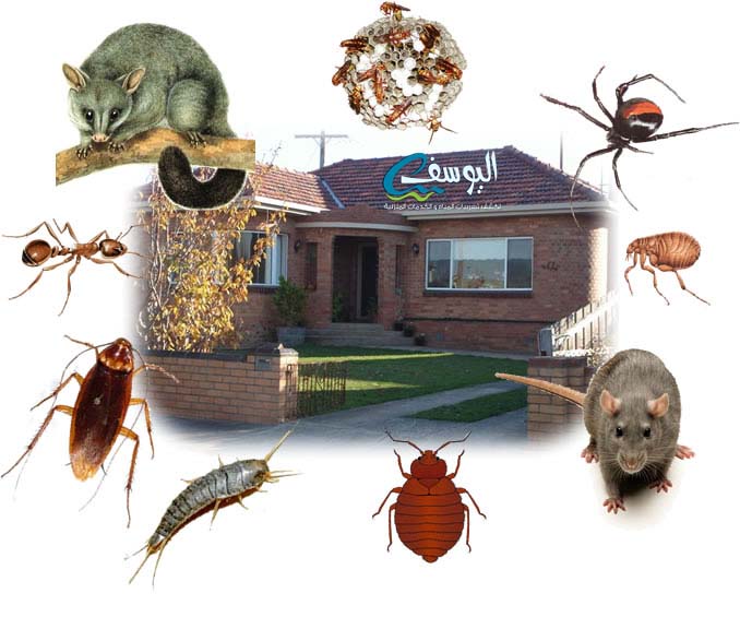 شركة مكافحة الحشرات والقوارض