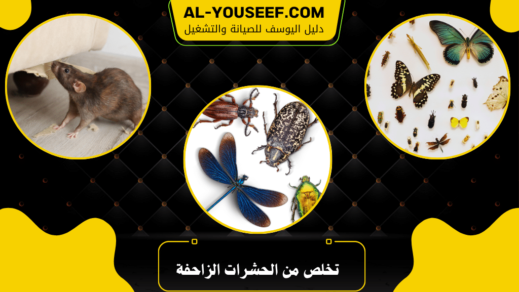 كيفية التخلص من الحشرات الزاحفة الآن بأسهل الطرق 10 تخلص من الحشرات الزاحفة